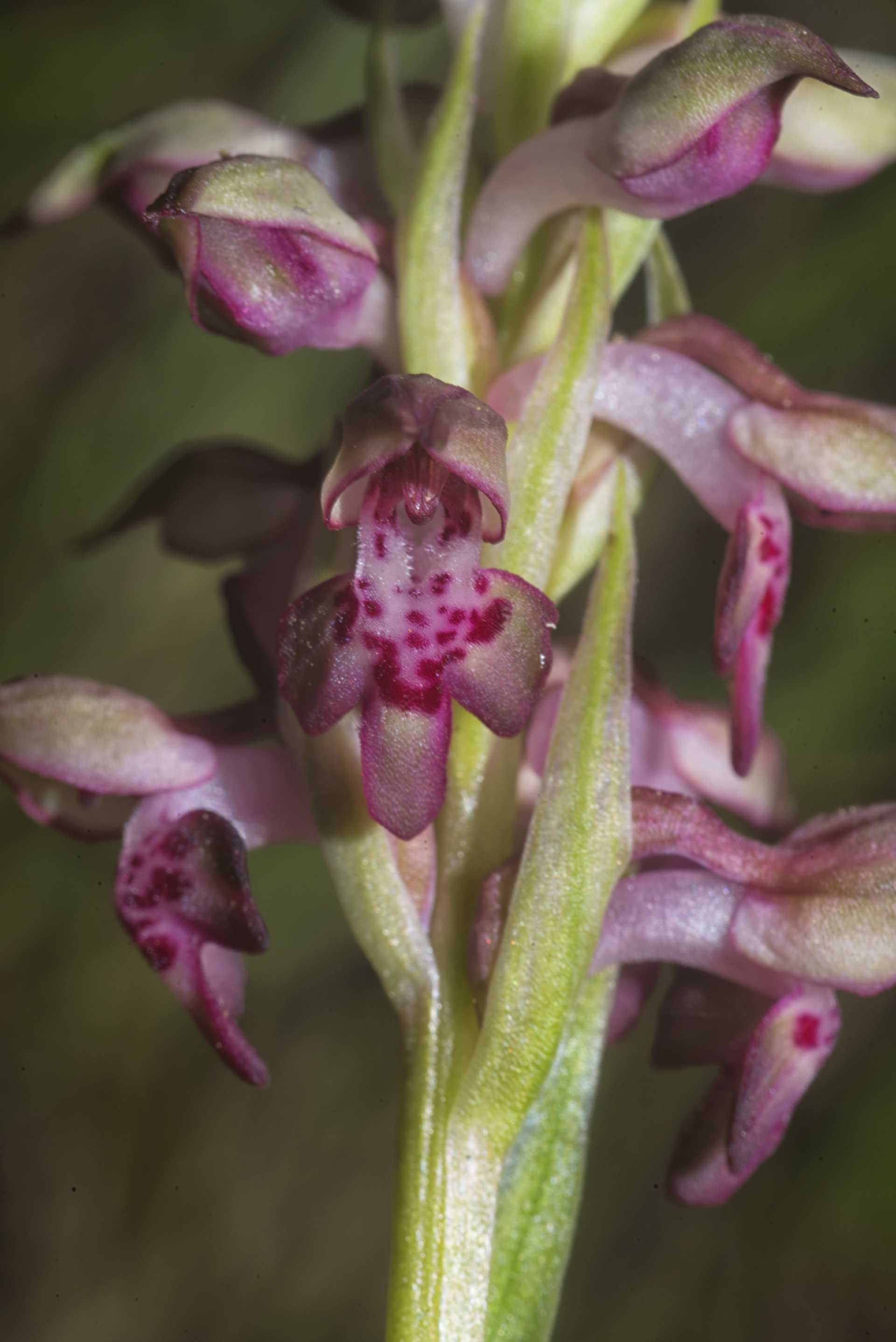 Anacamptis coriophora, l''orchidea che odora di cimice, ma non qui da noi